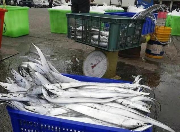 台湾白带鱼百分百销往大陆 台湾带鱼无法销往大陆会如何